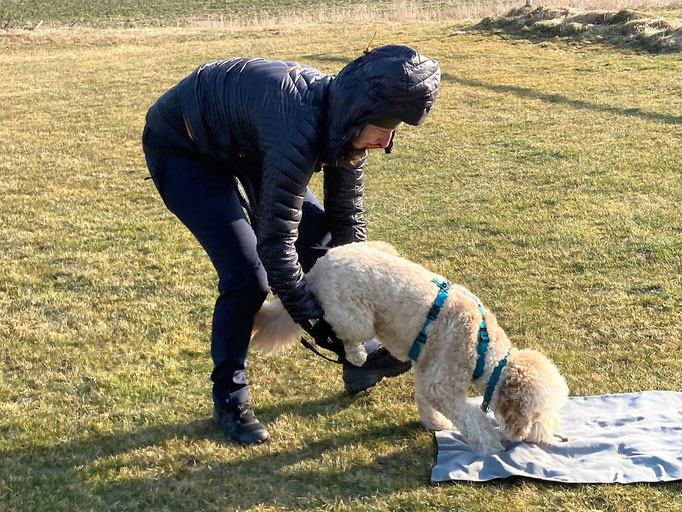 gooddog Bootcamp © Hundeschule gooddog 
