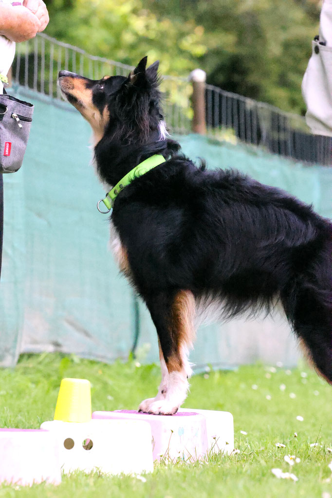 Hundeplausch/Plauschgruppe © Hundeschule gooddog