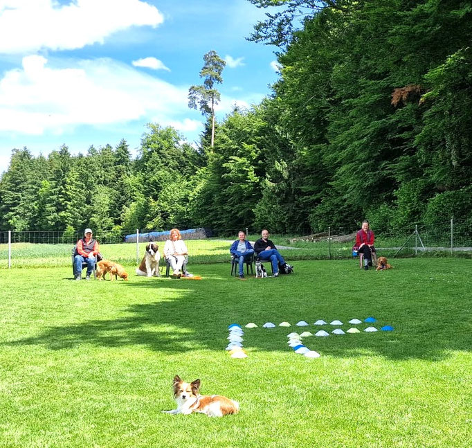 Junghundekurs © Hundeschule gooddog