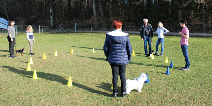 Zwergligruppe/Zwerghunde © Hundeschule gooddog