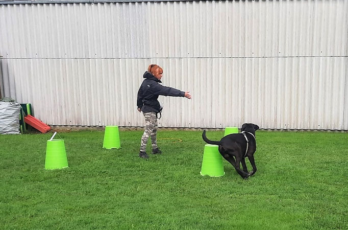 Hundeplausch/Plauschgruppe © Hundeschule gooddog