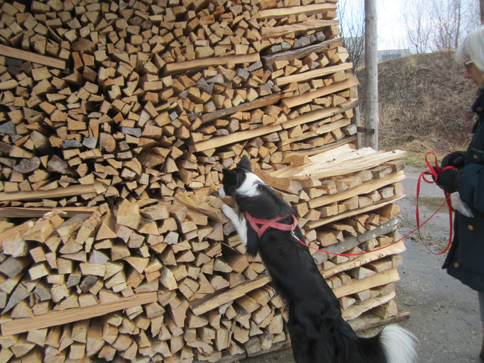 Objektsuche © Hundeschule gooddog