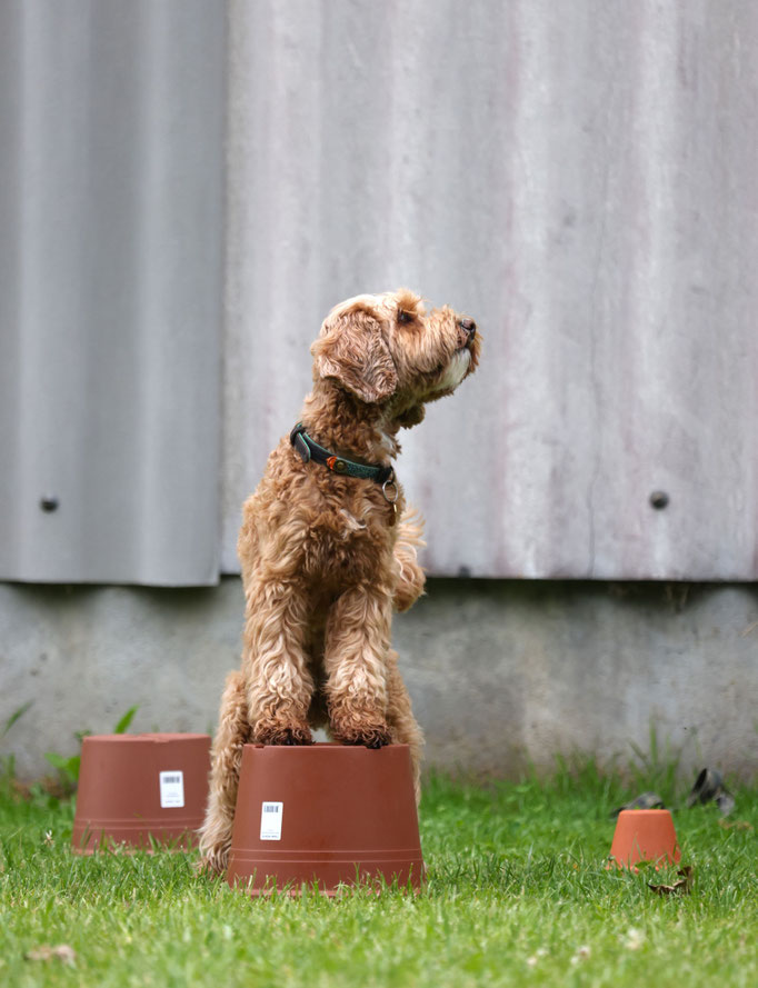 SpassSport © Hundeschule gooddog