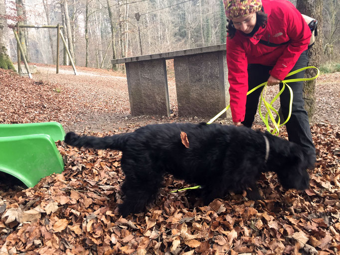 Welpentreffs Bläsimühle © Hundeschule gooddog