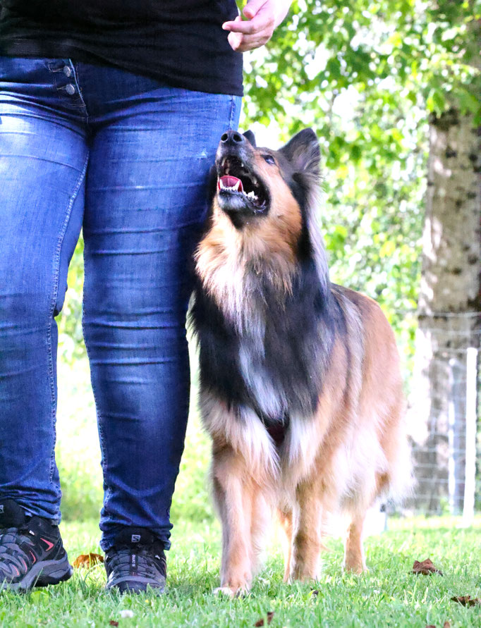 Rally-Obedience © Hundeschule gooddog