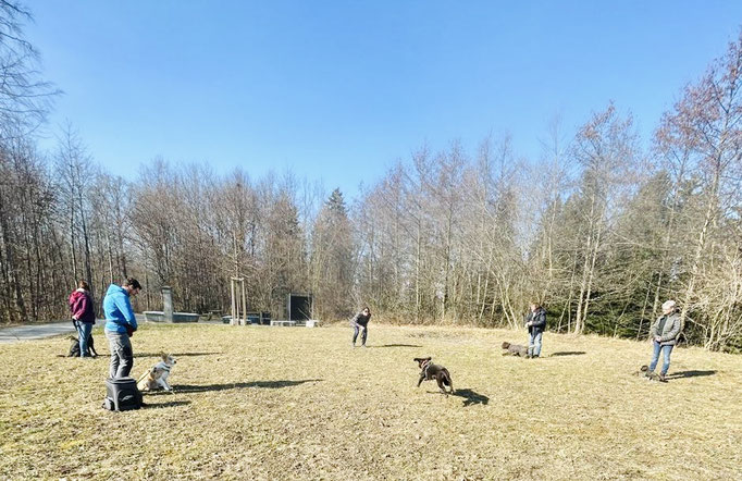 Lernspaziergänge © Hundeschule gooddog