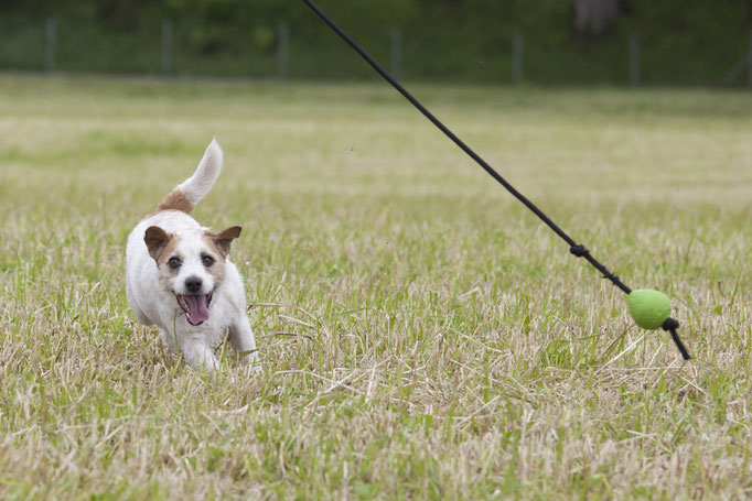 Spielen mit Hund © Hundeschule gooddog