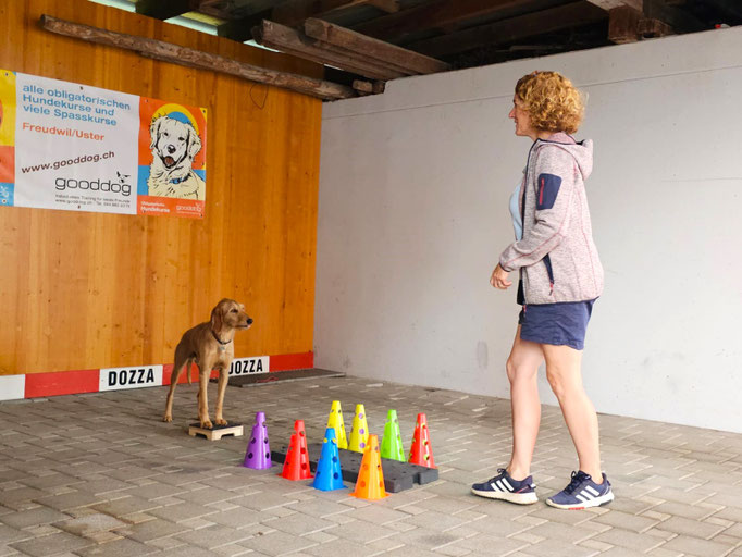 Fitness Loops © Hundeschule gooddog