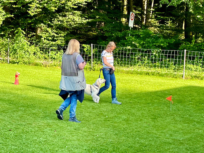 Junghundekurs © Hundeschule gooddog