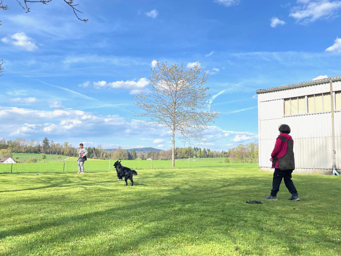 Begleithund/Obedience © Hundeschule gooddog