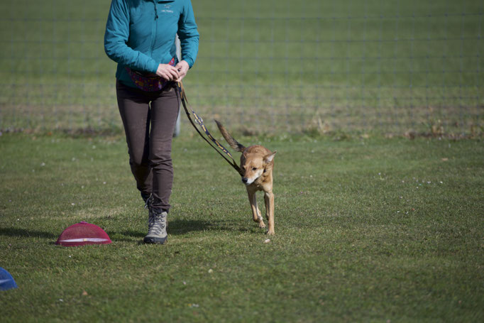 Anti-Giftköder-Kurs @ Hundeschule gooddog