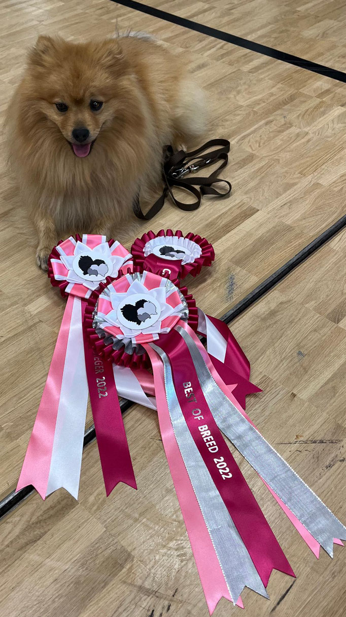 Ringtraining © Hundeschule gooddog