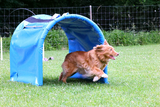 Hoopers/Hoop-Agi/Nadac © Hundeschule gooddog