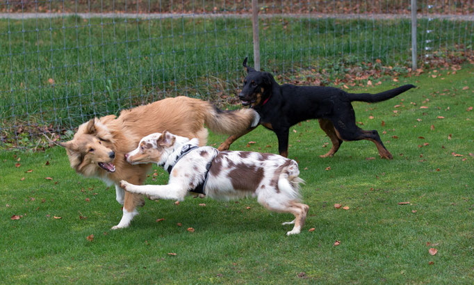 Junghundekurs © Hundeschule gooddog