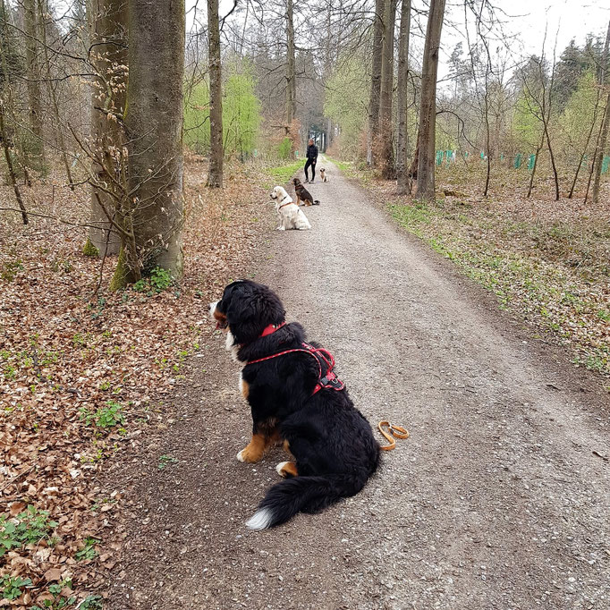 Lernspaziergänge © Hundeschule gooddog
