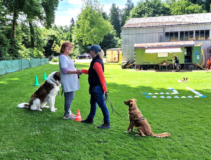Junghundekurs © Hundeschule gooddog