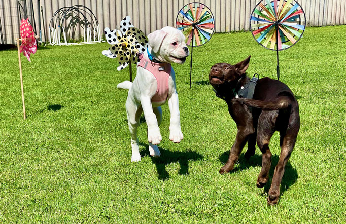 Welpenschule © Hundeschule gooddog 