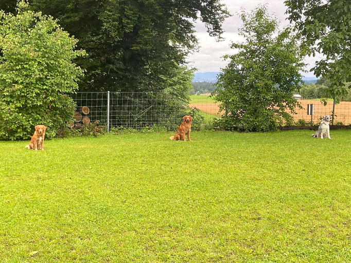 Begleithund/Obedience © Hundeschule gooddog