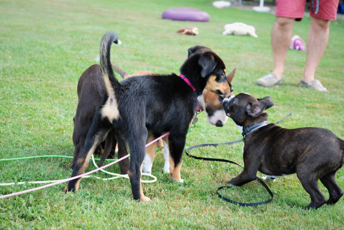 Welpenschule © Hundeschule gooddog 