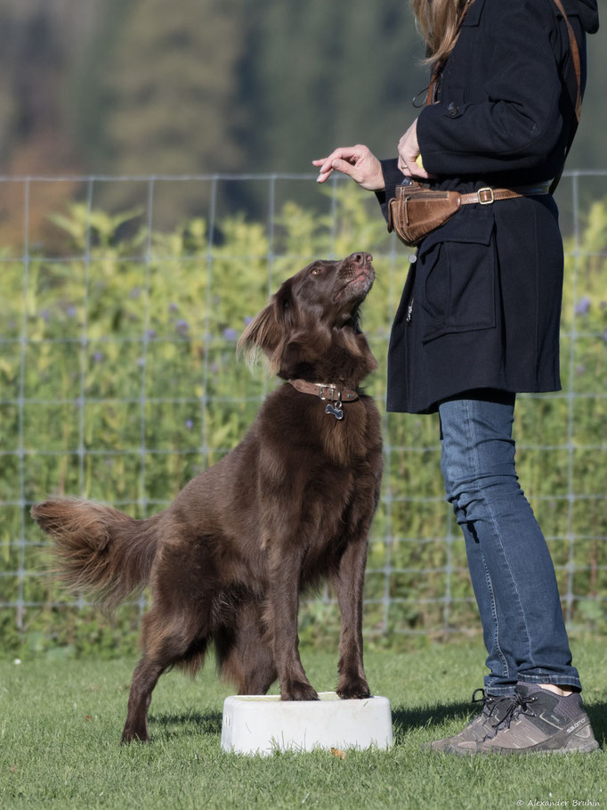 Hundeplausch/Plauschgruppe © Hundeschule gooddog
