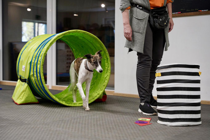 Fitness Loops © Hundeschule gooddog