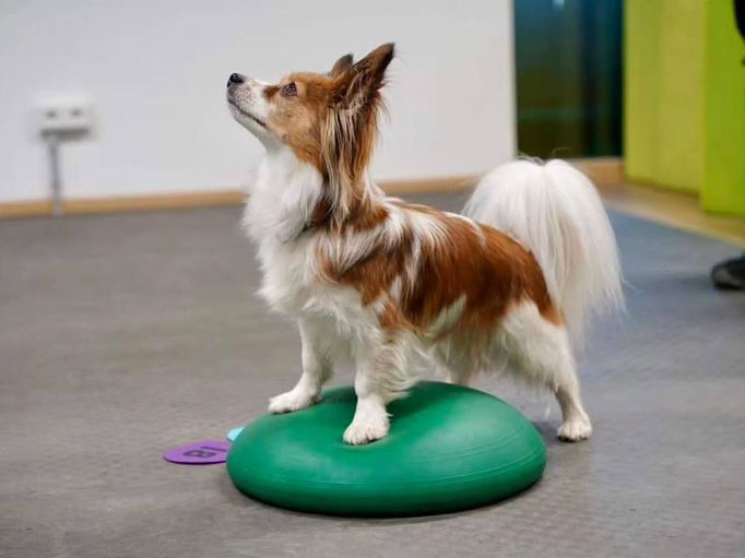 Fitness Loops © Hundeschule gooddog
