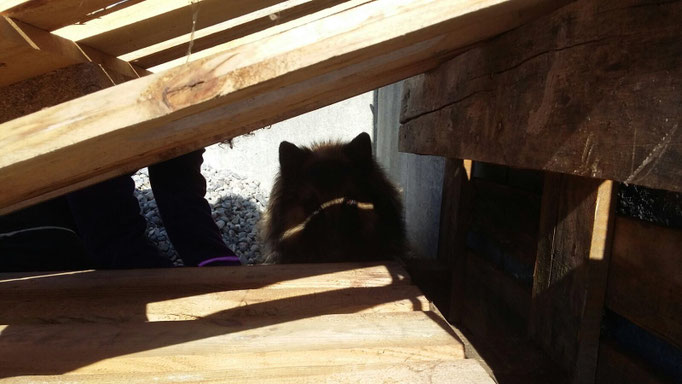 Objektsuche © Hundeschule gooddog