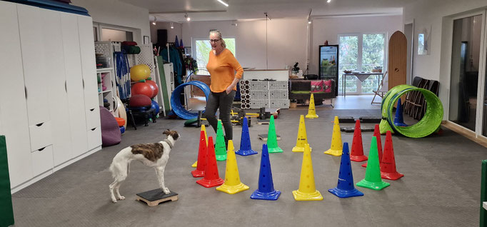 Fitness Loops © Hundeschule gooddog