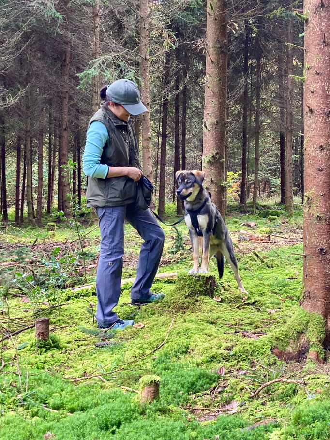 Lernspaziergänge © Hundeschule gooddog
