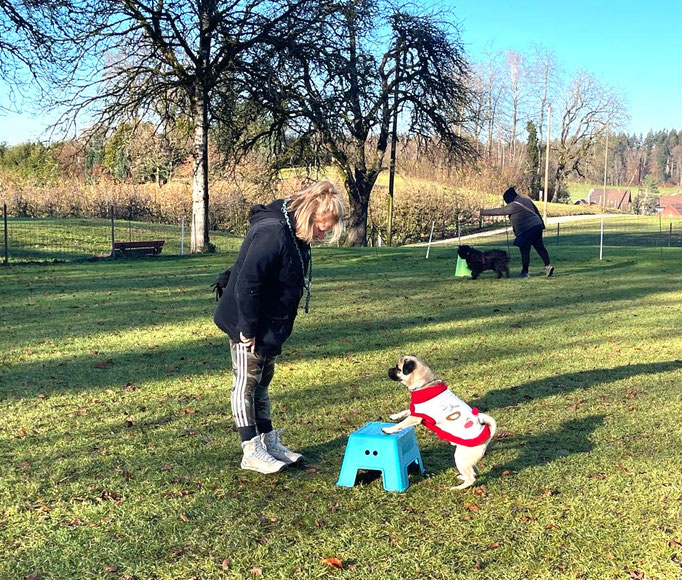 Hundeplausch/Plauschgruppe © Hundeschule gooddog