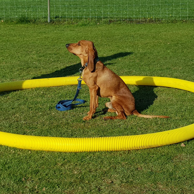 Junghundekurs © Hundeschule gooddog