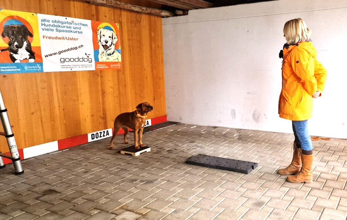 Fitness Loops © Hundeschule gooddog