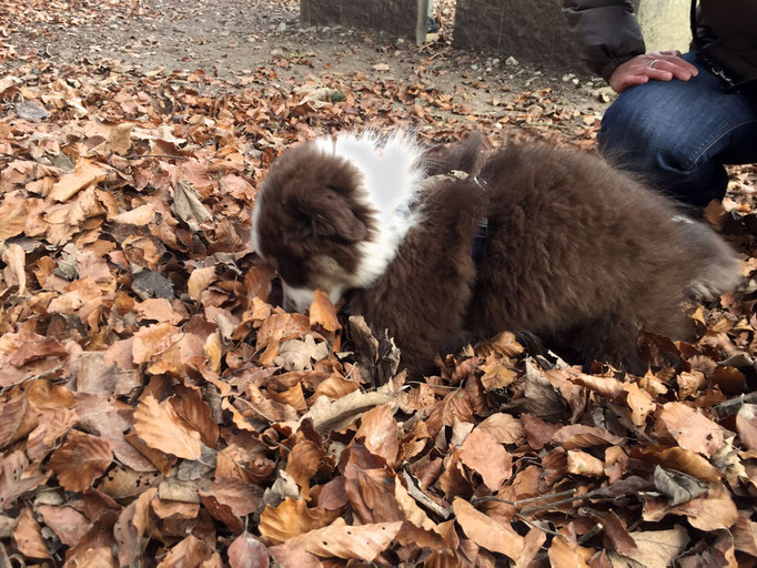 Welpentreffs Bläsimühle © Hundeschule gooddog