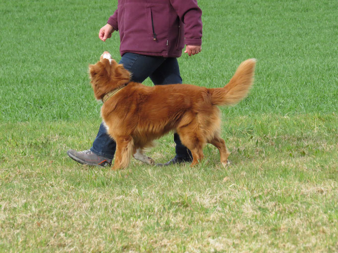 Freifolge © Hundeschule gooddog