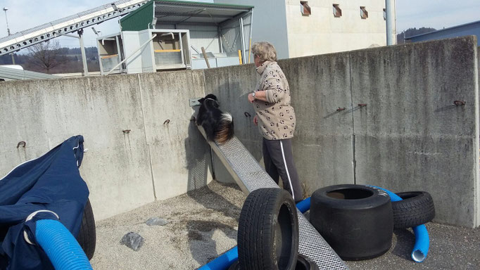 Objektsuche © Hundeschule gooddog