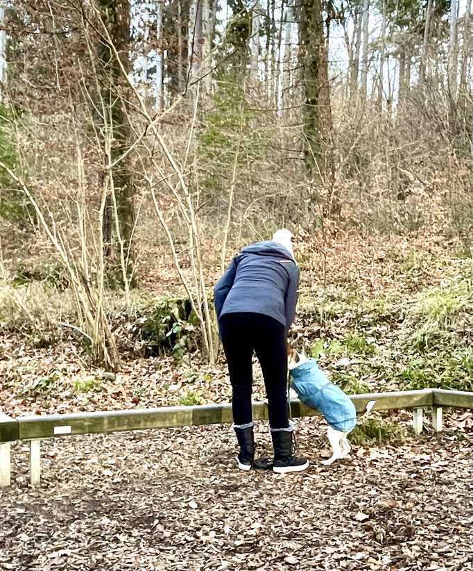 Lernspaziergänge © Hundeschule gooddog