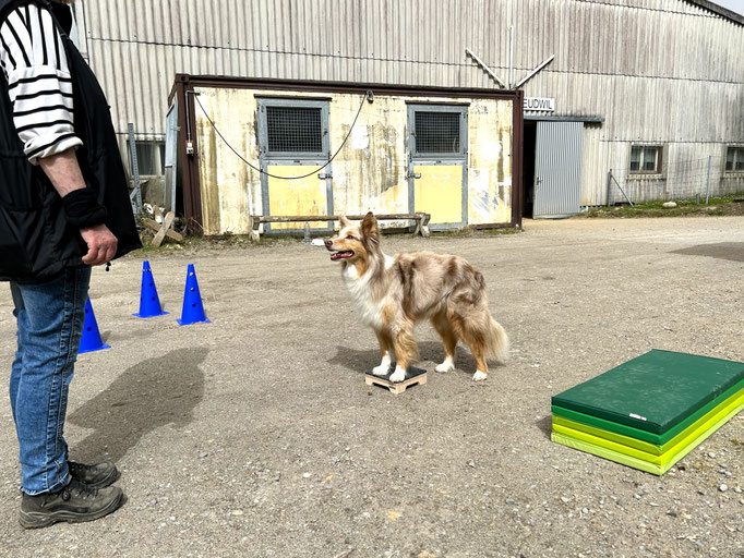 Fitness Loops © Hundeschule gooddog