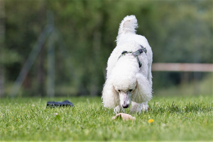 SpassSport © Hundeschule gooddog