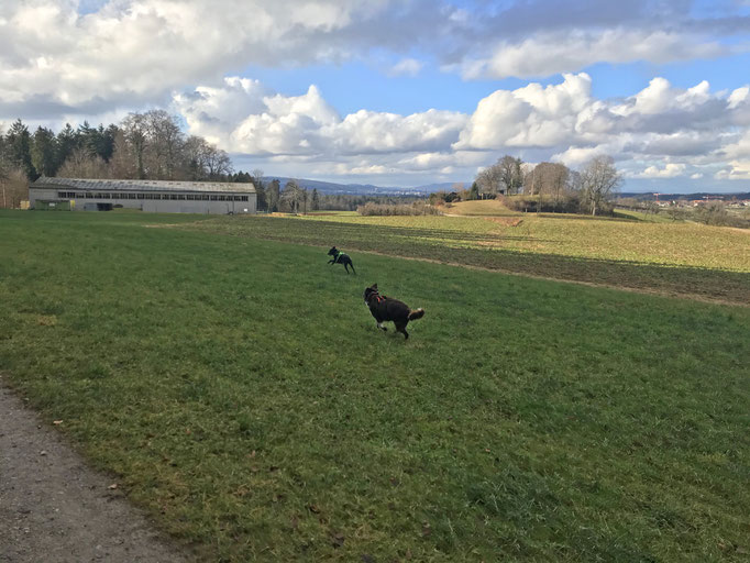 gooddog Bootcamp © Hundeschule gooddog 