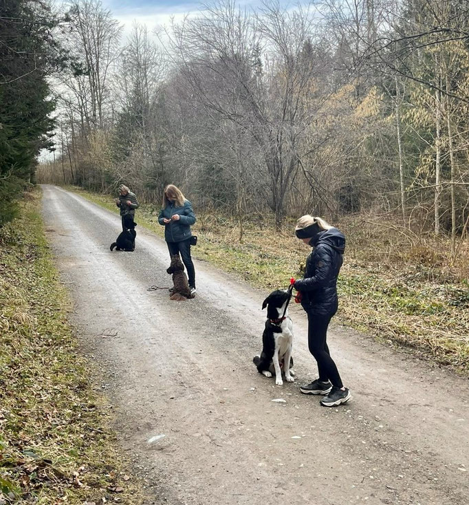 Lernspaziergänge © Hundeschule gooddog