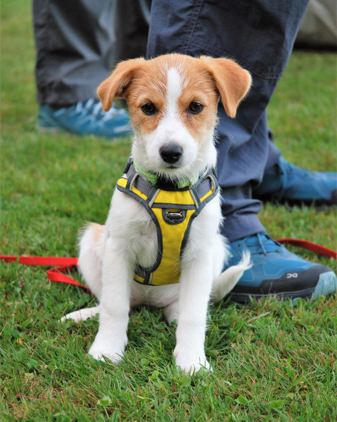 Zwergligruppe/Zwerghunde © Hundeschule gooddog