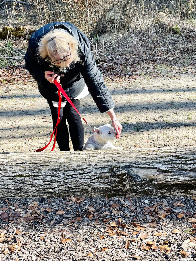 Welpentreffs Bläsimühle © Hundeschule gooddog