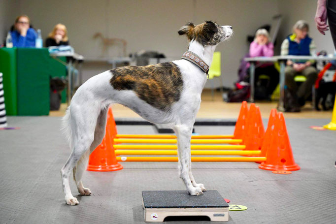 Fitness Loops © Hundeschule gooddog