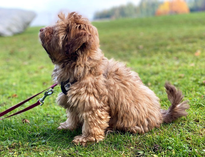 Zwergligruppe/Zwerghunde © Hundeschule gooddog