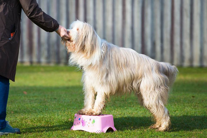 Hundeplausch/Plauschgruppe © Hundeschule gooddog