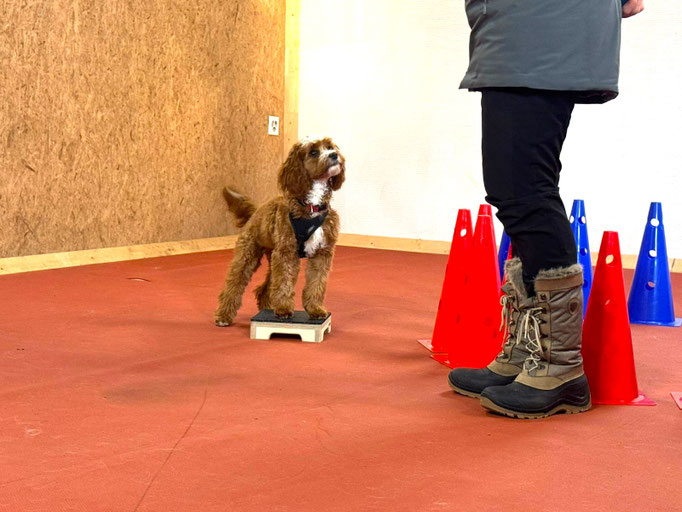 Fitness Loops © Hundeschule gooddog