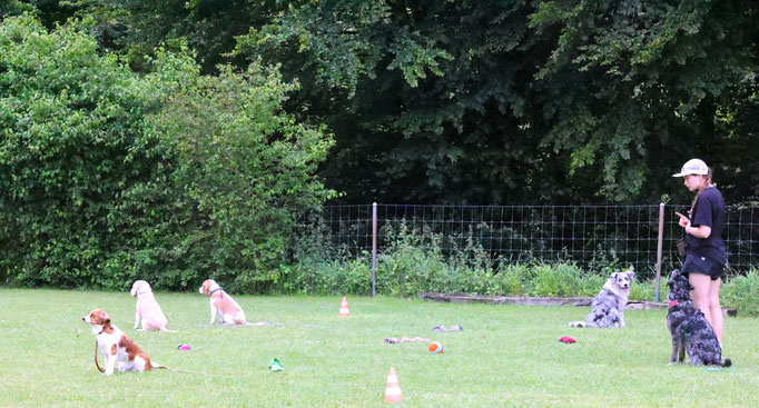 Begleithund/Obedience © Hundeschule gooddog