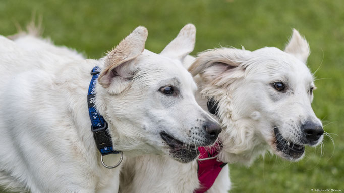 Junghundekurs © Hundeschule gooddog