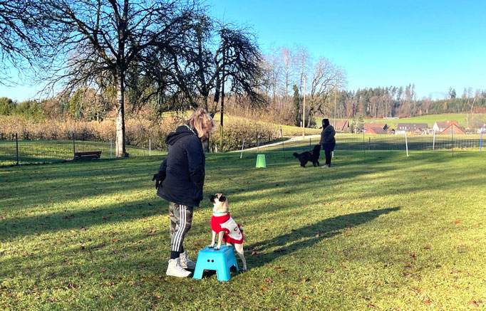 Hundeplausch/Plauschgruppe © Hundeschule gooddog