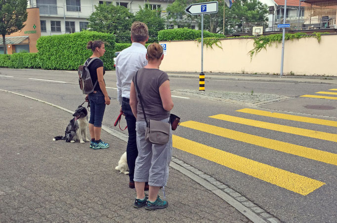 Junghundekurs/Stadttraining © Hundeschule gooddog